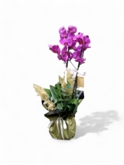 Çift Dallı Mor Orkide İthal Phalaenopsis